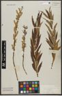 Foto von Salix triandra L. x Salix viminalis L.